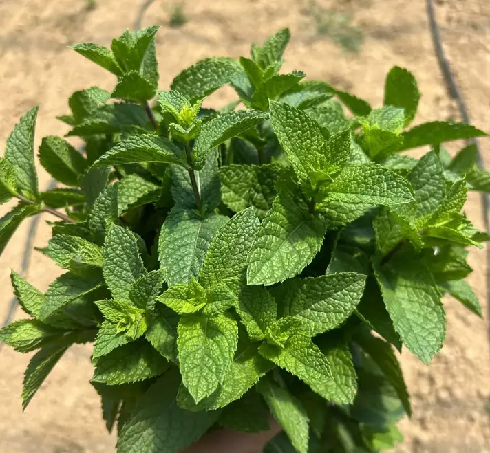 Menta Sacchetto da 500 g